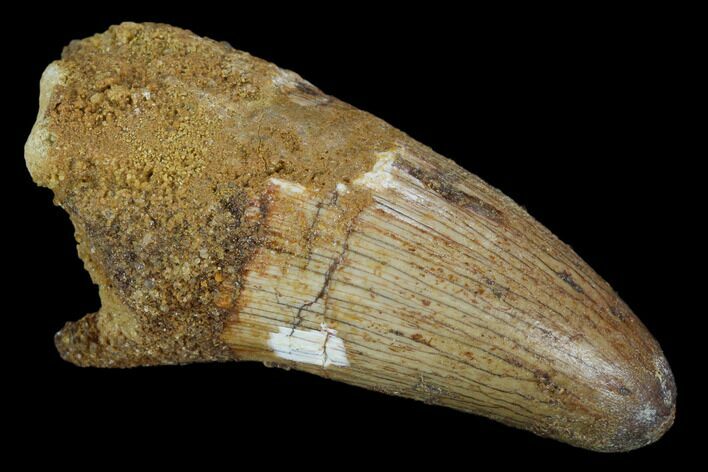 Cretaceous Fossil Crocodile Tooth - Morocco #122455